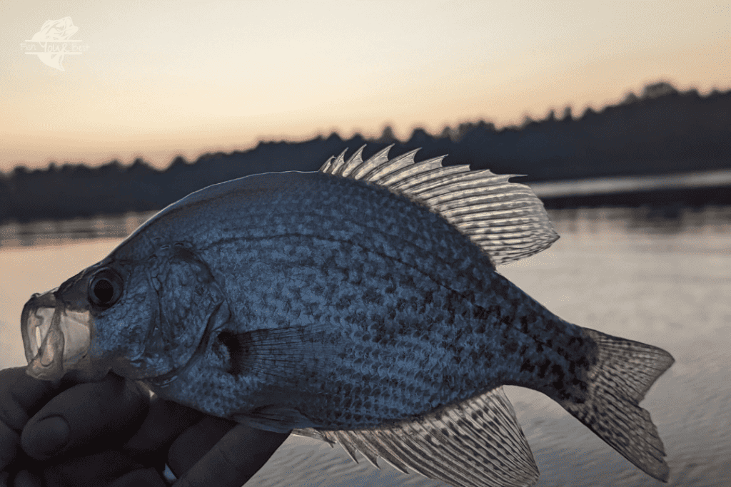 A serene image of a lake during dusk with an angler holding a black crappie with trees in the background.