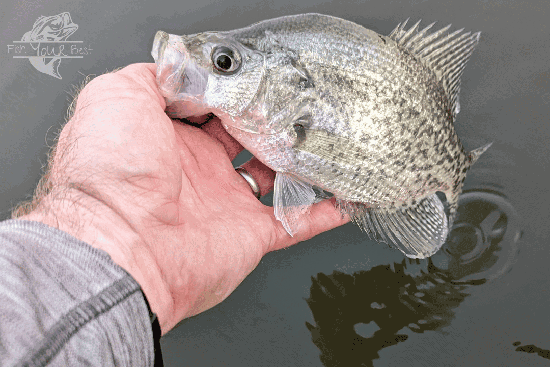 Releasing black crappie after catching fish in deep cover