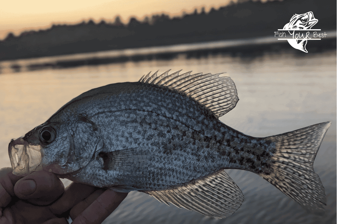 A photo of a crappie fish with water in the backgroud taken at dusk.