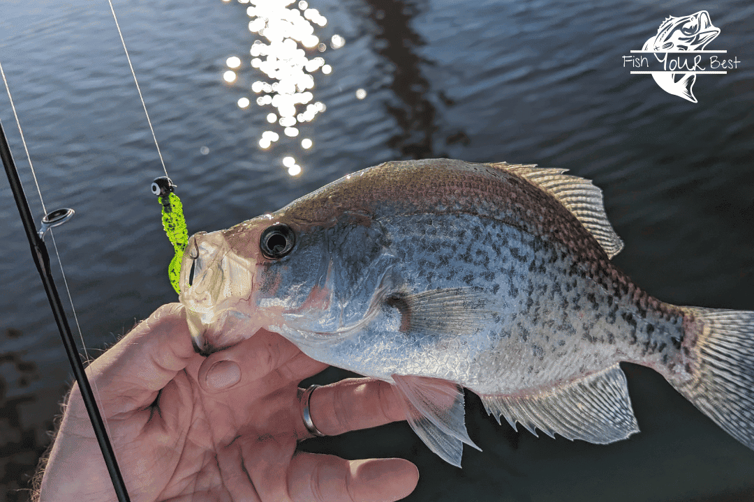 Summer crappie fish with small jig and translucent bait. Fishing pole and water in the background.