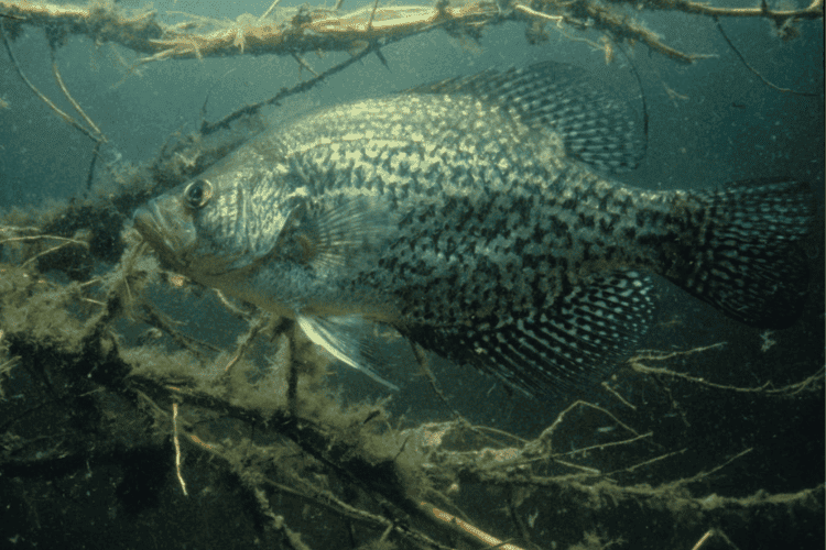 Underwater image of a crappie holding tight to a brush pile.