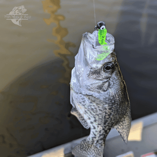 Crappie that was caught using a curly tail grub.