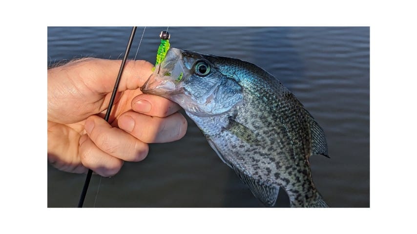 A close-up image of a crappie fish being held near the mouth by a person's hand, with a green and yellow lure visible in its mouth. The fish's scales display a pattern of speckles and a shimmering blue hue, characteristic of crappie. The background shows a blurred water surface, indicating the fish has just been caught and is still close to its natural habitat.