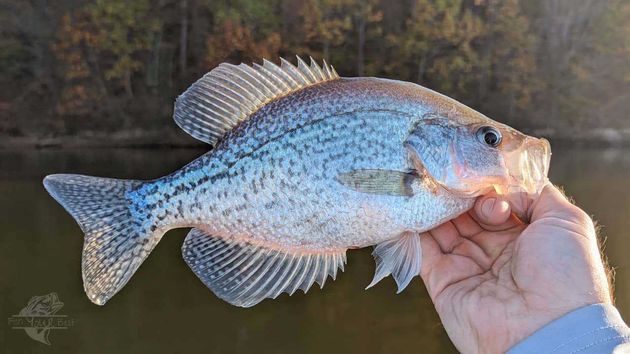 The image features a close-up of a person's hand holding a crappie fish, showcasing its distinctive silvery-blue coloration and speckled pattern. The fish's mouth is slightly open, displaying its gills and the translucency of its fins in the sunlight. In the background, there is a blurred view of a calm lake and a forested shoreline, indicating a successful fishing endeavor in a natural freshwater setting.