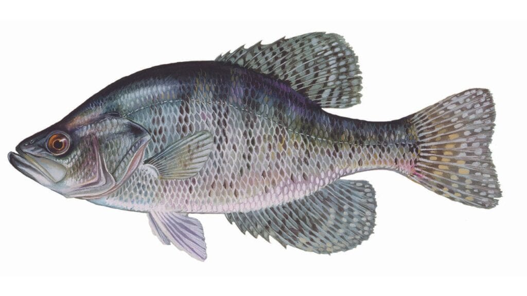 Close up image of a white crappie.