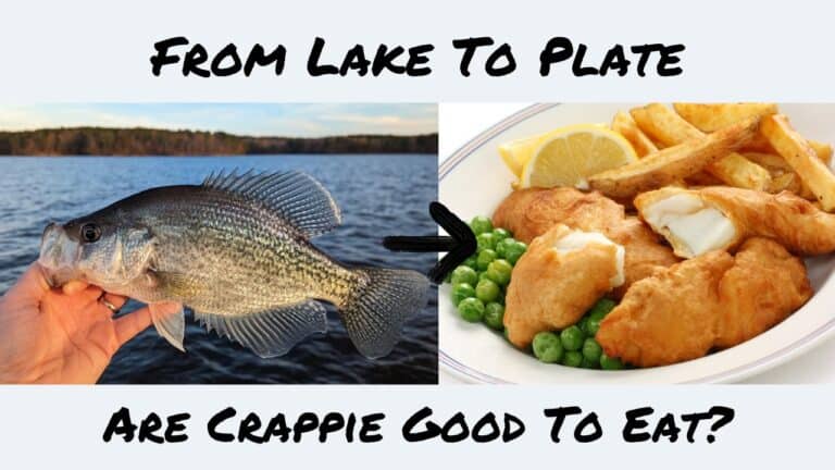 A split-image banner with the text "From Lake To Plate" across the top and "Are Crappie Good To Eat?" at the bottom. The left side of the image shows a hand holding a freshly caught crappie against a backdrop of a lake, illustrating the fish in its natural habitat. The right side displays a plate of fried crappie with lemon wedges, peas, and fries, representing the delicious outcome of cooking the fish. The image visually answers the question, affirming that crappie is indeed good to eat by showing it both as a catch and a meal.