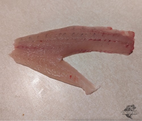 A freshly prepared crappie fillet, with traces of red meat along the edge, is laid out on a surface, ready to be cooked. The clean, white appearance of the fillet speaks to the promise of a healthy meal. This fillet exemplifies the ideal preparation for a classic fried crappie dish, promising a delicious and savory experience.