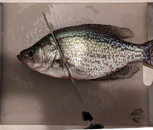 A single crappie is laid out on a beige surface, positioned to begin the filleting process. An electric fillet knife with a black handle is making an incision near the gill plate, demonstrating the initial step to prepare crappie for cooking.