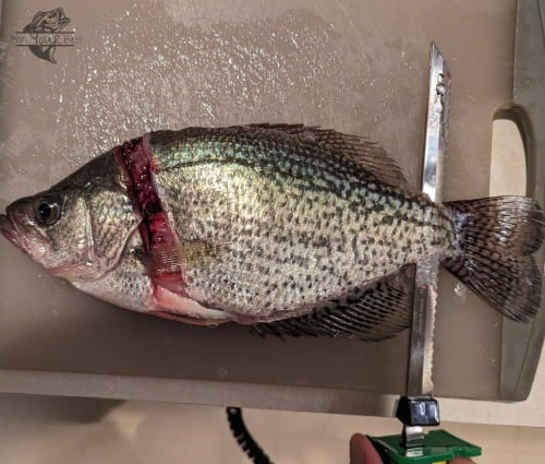A crappie is shown on a cutting board during the filleting process, with a deep incision made along its backbone and dorsal fin to reveal the edible flesh. The electric fillet knife is poised to continue separating the fillet, promising a skillful extraction of the crappie's succulent meat.